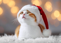 IMG_1722.png