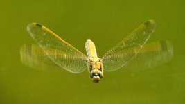 IMG_0041.jpeg