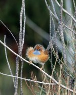 IMG_0043.jpeg