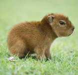 IMG_0044.jpeg