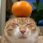 IMG_0067.png