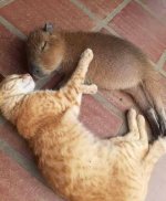 IMG_0082.jpeg