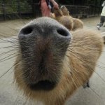 IMG_0087.jpeg